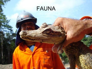 FAUNA 