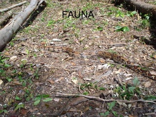 FAUNA 