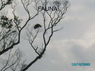 FAUNA 