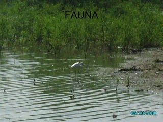 FAUNA 