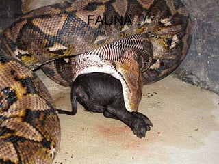 FAUNA 
