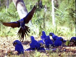 FAUNA 