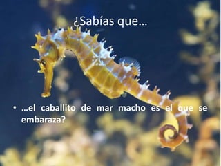 ¿Sabías que…
• …el caballito de mar macho es el que se
embaraza?
 