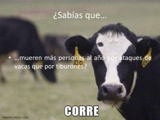 ¿Sabías que…
• …mueren más personas al año por ataques de
vacas que por tiburones?
 