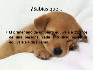 ¿Sabías que…
• El primer año de un perro equivale a 21 años
de una persona, cada año suyo posterior
equivale a 4 de su amo.
 