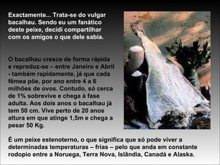 Exactamente... Trata-se do vulgar bacalhau. Sendo eu um fanático deste peixe, decidi compartilhar com os amigos o que dele sabia. O bacalhau cresce de forma rápida e reproduz-se – entre Janeiro e Abril - também rapidamente, já que cada fêmea põe, por ano entre 4 a 6 milhões de ovos. Contudo, só cerca de 1% sobrevive e chega à fase adulta. Aos dois anos o bacalhau já tem 50 cm. Vive perto de 20 anos altura em que atinge 1,5m e chega a pesar 50 Kg. É um peixe estenoterno, o que significa que só pode viver a determinadas temperaturas – frias – pelo que anda em constante rodopio entre a Noruega, Terra Nova, Islândia, Canadá e Alaska. 
