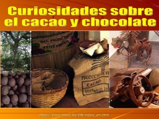 [object Object],Curiosidades sobre el cacao y chocolate 
