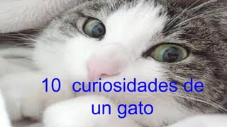 10 curiosidades de
un gato

 