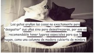 10.

Los gatos aruñan las cosas no exactamente para
"desgastar" sus uñas sino para desestrezarse, por eso es
recomendable tener lugares especiales para que lo
hagan, como una columna de madera cubierta de mimbre.

 