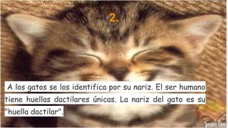 2.

A los gatos se los identifica por su nariz. El ser humano
tiene huellas dactilares únicas. La nariz del gato es su
"huella dactilar".

 
