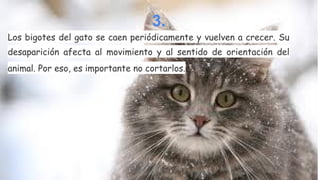3.
Los bigotes del gato se caen periódicamente y vuelven a crecer. Su
desaparición afecta al movimiento y al sentido de orientación del
animal. Por eso, es importante no cortarlos.

 