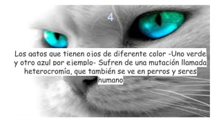 4
Los gatos que tienen ojos de diferente color -Uno verde
y otro azul por ejemplo- Sufren de una mutación llamada
heterocromía, que también se ve en perros y seres
humano

 