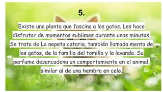 5.
Existe una planta que fascina a los gatos. Les hace
disfrutar de momentos sublimes durante unos minutos.
Se trata de La nepeta cataria, también llamada menta de
los gatos, de la familia del tomillo y la lavanda. Su
perfume desencadena un comportamiento en el animal,
similar al de una hembra en celo.

 