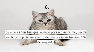 8.

Su oído es tan fino que, aunque parezca increíble, puede
localizar la posición exacta de una presa en tan sólo 1/6
de segundo.

 