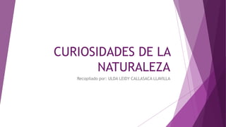 CURIOSIDADES DE LA
NATURALEZA
Recopilado por: ULDA LEIDY CALLASACA LLAVILLA
 