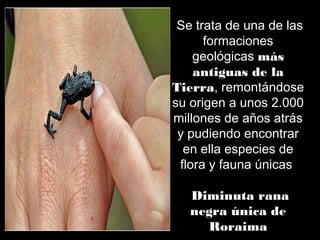 Se trata de una de las
formaciones
geológicas más
antiguas de la
Tierra, remontándose
su origen a unos 2.000
millones de años atrás
y pudiendo encontrar
en ella especies de
flora y fauna únicas
Diminuta rana
negra única de
Roraima
 