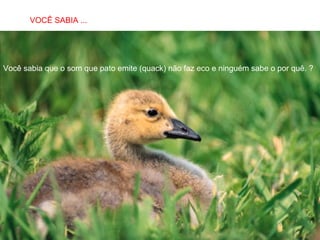 VOCÊ SABIA ...
SABIAS QUE…

Você sabia que o som que pato emite (quack) não faz eco e ninguém sabe o por quê. ?

 