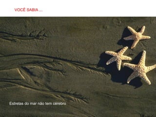VOCÊ SABIA ...
SABIAS QUE…

Estrelas do mar não tem cérebro

 