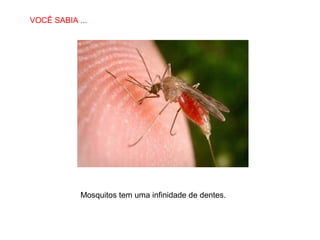 VOCÊ SABIA ...
SABIAS QUE…

Mosquitos tem uma infinidade de dentes.

 
