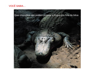 VOCÊ SABIA…
SABIAS QUE…

Que crocodilos não podem projetar a língua pra fora da bôca

 