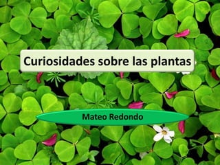 Curiosidades sobre las plantas
Mateo Redondo
 