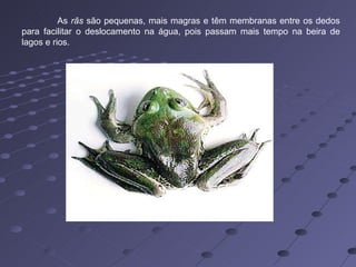 As  rãs  são pequenas, mais magras e têm membranas entre os dedos para facilitar o deslocamento na água, pois passam mais tempo na beira de lagos e rios.  