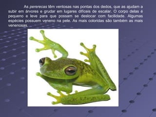 As  pererecas  têm ventosas nas pontas dos dedos, que as ajudam a subir em árvores e grudar em lugares difíceis de escalar. O corpo delas é pequeno e leve para que possam se deslocar com facilidade. Algumas espécies possuem veneno na pele. As mais coloridas são também as mais venenosas.  