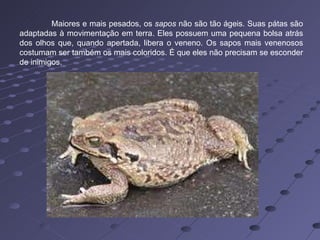 Maiores e mais pesados, os  sapos  não são tão ágeis. Suas pátas são adaptadas à movimentação em terra. Eles possuem uma pequena bolsa atrás dos olhos que, quando apertada, libera o veneno. Os sapos mais venenosos costumam ser também os mais coloridos. É que eles não precisam se esconder de inimigos. 