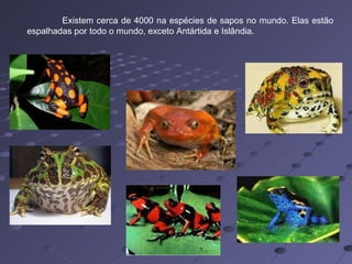 Existem cerca de 4000 na espécies de sapos no mundo. Elas estão espalhadas por todo o mundo, exceto Antártida e Islândia. 