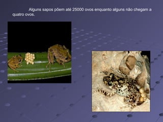 Alguns sapos põem até 25000 ovos enquanto alguns não chegam a quatro ovos.  
