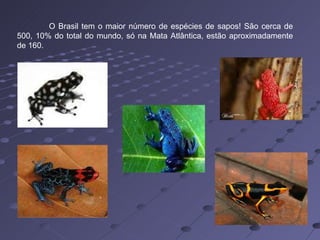 O Brasil tem o maior número de espécies de sapos! São cerca de 500, 10% do total do mundo, só na Mata Atlântica, estão aproximadamente de 160.  