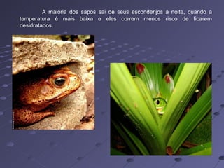 A maioria dos sapos sai de seus esconderijos à noite, quando a temperatura é mais baixa e eles correm menos risco de ficarem desidratados.  
