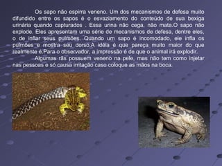 Os sapo não espirra veneno. Um dos mecanismos de defesa muito difundido entre os sapos é o esvaziamento do conteúdo de sua bexiga urinária quando capturados . Essa urina não cega, não mata.O sapo não explode. Eles apresentam uma série de mecanismos de defesa, dentre eles, o de inflar seus pulmões. Quando um sapo é incomodado, ele infla os pulmões e mostra seu dorso.A idéia é que pareça muito maior do que realmente é.Para o observador, a impressão é de que o animal irá explodir. Algumas rãs possuem veneno na pele, mas não tem como injetar nas pessoas e só causa irritação caso coloque as mãos na boca. 