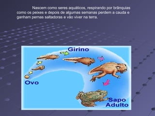 Nascem como seres aquáticos, respirando por brânquias como os peixes e depois de algumas semanas perdem a cauda e ganham pernas saltadoras e vão viver na terra.  