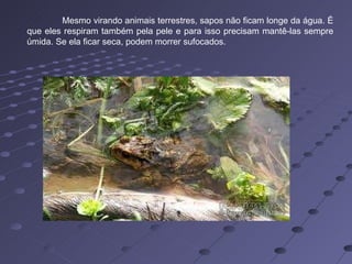Mesmo virando animais terrestres, sapos não ficam longe da água. É que eles respiram também pela pele e para isso precisam mantê-las sempre úmida. Se ela ficar seca, podem morrer sufocados.  