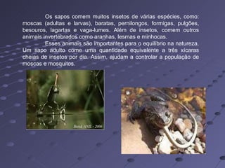 Os sapos comem muitos insetos de várias espécies, como: moscas (adultas e larvas), baratas, pernilongos, formigas, pulgões, besouros, lagartas e vaga-lumes. Além de insetos, comem outros animais invertebrados como aranhas, lesmas e minhocas. Esses animais são importantes para o equilíbrio na natureza. Um sapo adulto come uma quantidade equivalente a três xícaras cheias de insetos por dia. Assim, ajudam a controlar a população de moscas e mosquitos. 