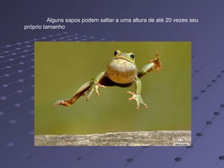 Alguns sapos podem saltar a uma altura de até 20 vezes seu próprio tamanho  