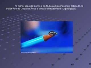 O menor sapo do mundo é de Cuba com apenas meia polegada. O maior vem do Oeste da África e tem aproximadamente 12 polegadas.  