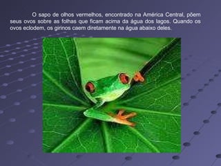 O sapo de olhos vermelhos, encontrado na América Central, põem seus ovos sobre as folhas que ficam acima da água dos lagos. Quando os ovos eclodem, os girinos caem diretamente na água abaixo deles. 