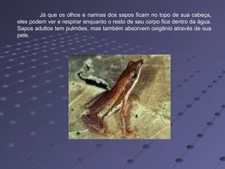 Já que os olhos e narinas dos sapos ficam no topo de sua cabeça, eles podem ver e respirar enquanto o resto de seu corpo fica dentro da água. Sapos adultos tem pulmões, mas também absorvem oxigênio através de sua pele. 