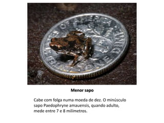 Menor sapo 
Cabe com folga numa moeda de dez. O minúsculo 
sapo Paedophryne amauensis, quando adulto, 
mede entre 7 e 8 milímetros. 
 