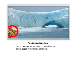 Não tem em todo lugar 
Eles podem ser encontrados no mundo inteiro, 
com exceção da Antártida e Islândia. 
 
