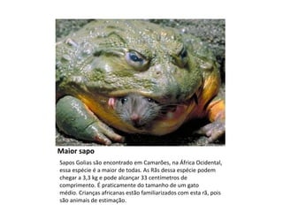 Maior sapo 
Sapos Golias são encontrado em Camarões, na África Ocidental, 
essa espécie é a maior de todas. As Rãs dessa espécie podem 
chegar a 3,3 kg e pode alcançar 33 centímetros de 
comprimento. É praticamente do tamanho de um gato 
médio. Crianças africanas estão familiarizados com esta rã, pois 
são animais de estimação. 
 