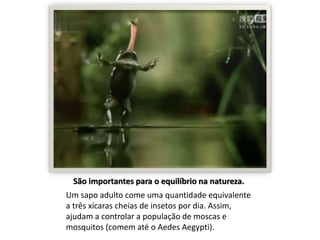 São importantes para o equilíbrio na natureza. 
Um sapo adulto come uma quantidade equivalente 
a três xícaras cheias de insetos por dia. Assim, 
ajudam a controlar a população de moscas e 
mosquitos (comem até o Aedes Aegypti). 
 