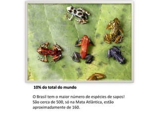 10% do total do mundo 
O Brasil tem o maior número de espécies de sapos! 
São cerca de 500, só na Mata Atlântica, estão 
aproximadamente de 160. 
