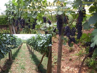 10
ESPALDEIRAESPALDEIRA
Propriedade: Ristorante MantovaniPropriedade: Ristorante Mantovani
Syrah
Tannat
Ristorante
Mantovani
(18)
8123-8226
3909-1986
 