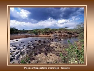 Piscine d’hippopotame à Serengeti - Tanzanie 