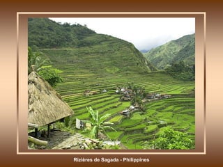 Rizières de Sagada - Philippines 