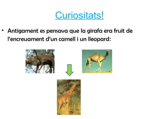 Curiositats! ,[object Object]