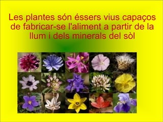 Les plantes són éssers vius capaços de fabricar-se l'aliment a partir de la llum i dels minerals del sòl 